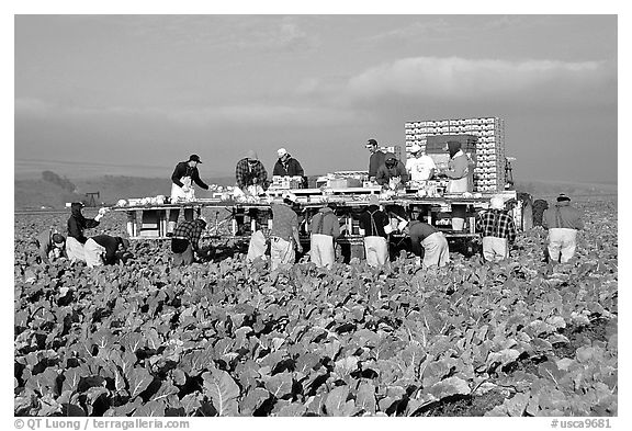 Farm workers picking up salads, Salinas Valley. California, USA (black and white)