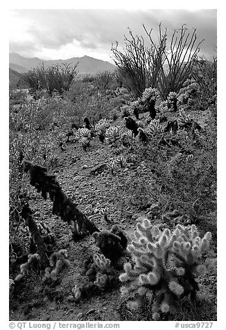 Cactus in cresote brush in bloom. Anza Borrego Desert State Park, California, USA