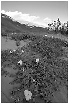 Daturas and pink wildflowers, evening. Anza Borrego Desert State Park, California, USA (black and white)