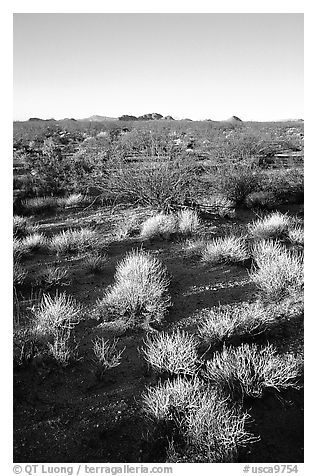 Sage bushes on flats. Mojave National Preserve, California, USA
