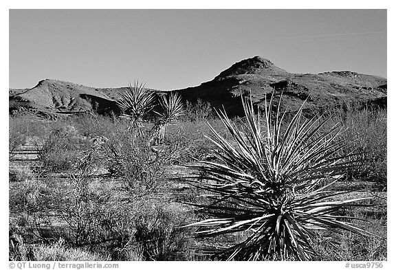 High desert landscape. Mojave National Preserve, California, USA
