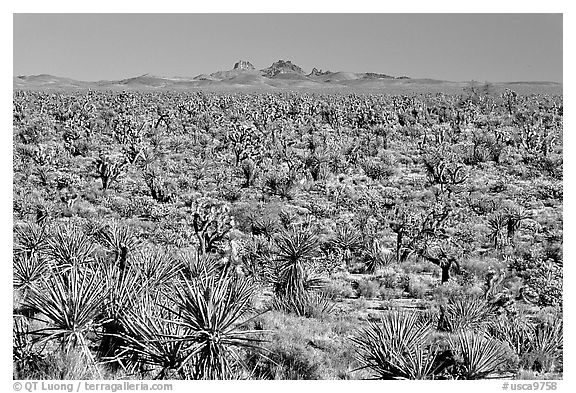 Joshua Trees and Cima Mountains. Mojave National Preserve, California, USA (black and white)