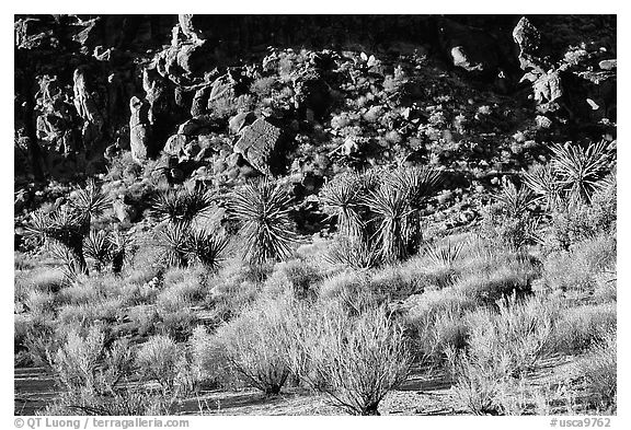 Desert plants and rock formations, Hole-in-the-Wall. Mojave National Preserve, California, USA