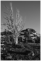 Standing tree squeleton and Round Top Peak. Mokelumne Wilderness, Eldorado National Forest, California, USA ( black and white)