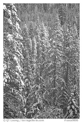 Pine trees with fresh snow, Eldorado National Forest. California, USA