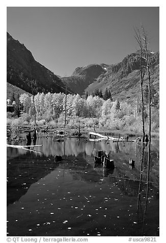 Pond and trees in autumn, Lundy Canyon, Inyo National Forest. California, USA (black and white)