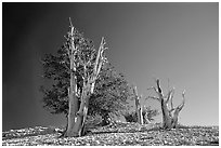 Bristlecone Pine trees, Patriarch Grove. California, USA (black and white)