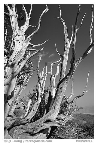 Bristlecone Pine tree squeleton, Methuselah grove. California, USA