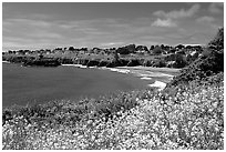 Spring wildflowefrs and Ocean, Mendocino in the background. California, USA (black and white)
