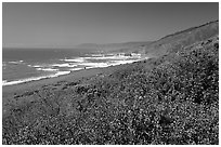 Purple wildflowers and Ocean near Fort Bragg. Fort Bragg, California, USA ( black and white)