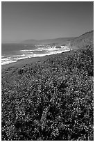 Purple wildflowers and Ocean near Fort Bragg. California, USA (black and white)