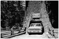 Truck driving through Drive-Through Tree, Leggett. California, USA ( black and white)