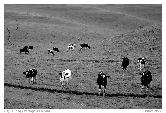 Cows in green pastoral lands. Point Reyes National Seashore, California, USA (black and white)
