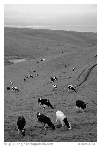 Cows in green pastures near Drakes Estero. Point Reyes National Seashore, California, USA (black and white)