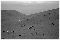 Cows on green hills near Drakes Estero. Point Reyes National Seashore, California, USA ( black and white)