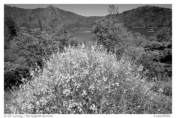 Bush in bloom with yellow flowers, and Shasta Lake criscrossed by watercrafts. California, USA (black and white)