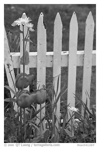 Flowers and white fence, Old Saybrook. Connecticut, USA (black and white)