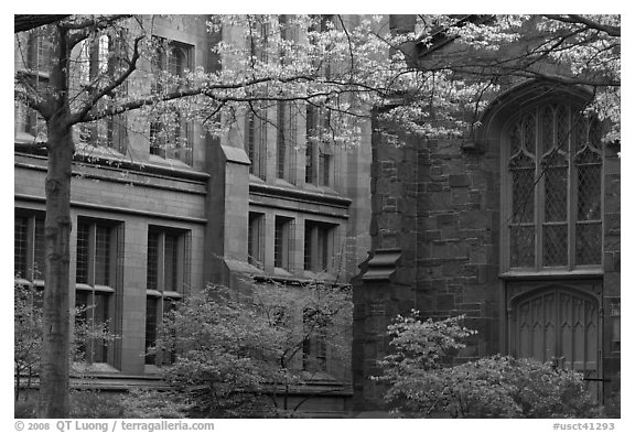 Old Campus buildings. Yale University, New Haven, Connecticut, USA (black and white)