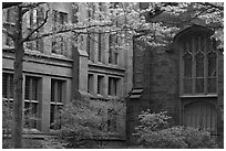 Old Campus buildings. Yale University, New Haven, Connecticut, USA (black and white)