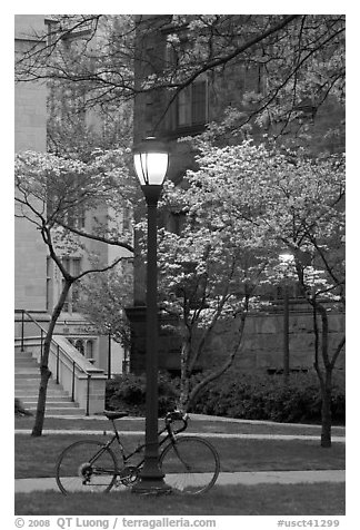 Street lamp and dogwoods in bloom, Essex. Yale University, New Haven, Connecticut, USA