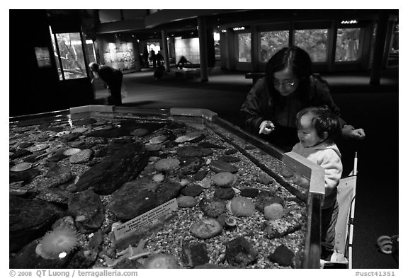 Tidepool exhibit, Mystic aquarium. Mystic, Connecticut, USA (black and white)