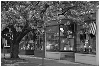 Lamp store and tree in bloom,	Old Saybrook. Connecticut, USA ( black and white)