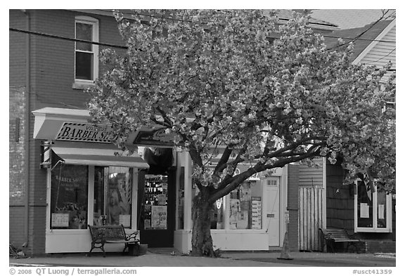 Stores and tree in bloom, Old Lyme. Connecticut, USA (black and white)