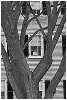Tree and facade, Hawkes House, Salem Maritime National Historic Site. Salem, Massachussets, USA (black and white)