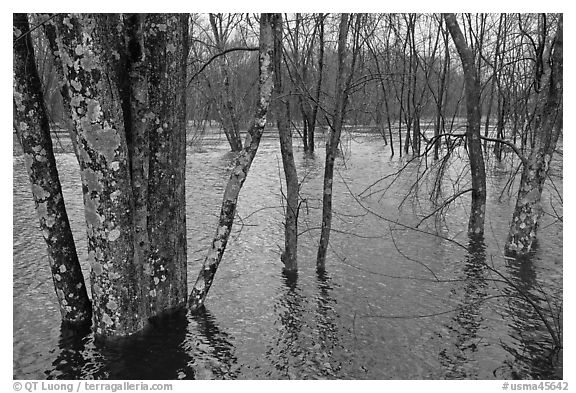 Flooded forest in winter rains, Minute Man National Historical Park. Massachussets, USA