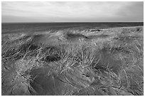 Dune grass, late afternoon, Race Point Beach, Cape Cod National Seashore. Cape Cod, Massachussets, USA (black and white)