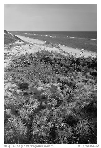 Dune vegetation, Cape Cod National Seashore. Cape Cod, Massachussets, USA (black and white)