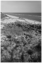 Dune vegetation, Cape Cod National Seashore. Cape Cod, Massachussets, USA (black and white)