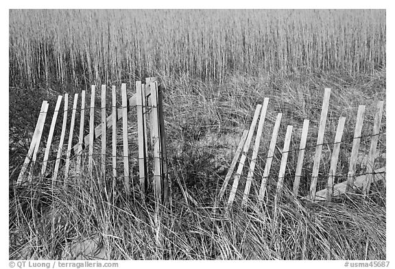 Fence and tall grass, Cape Cod National Seashore. Cape Cod, Massachussets, USA (black and white)