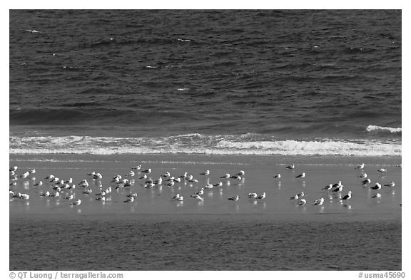 Sand bar with seabirds, Cape Cod National Seashore. Cape Cod, Massachussets, USA (black and white)