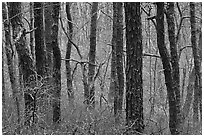 Bare Oak forest, Cape Cod National Seashore. Cape Cod, Massachussets, USA (black and white)