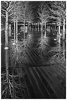 Reflected trees at night. Boston, Massachussets, USA ( black and white)