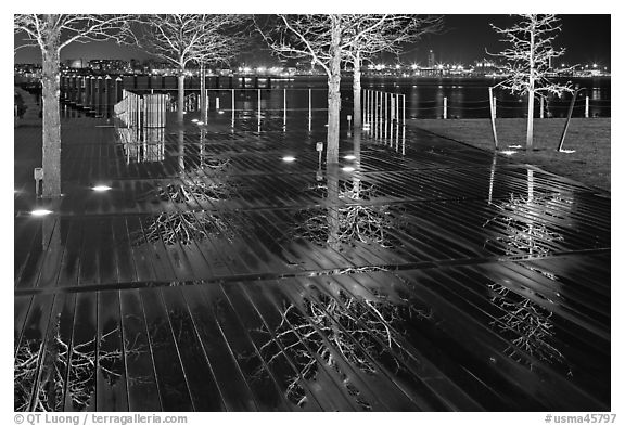 Tree reflections on wet boardwalk. Boston, Massachussets, USA (black and white)