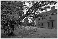 Tree and Samuel Brooks House, Minute Man National Historical Park. Massachussets, USA ( black and white)