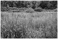 Meadow in summer, Minute Man National Historical Park. Massachussets, USA (black and white)