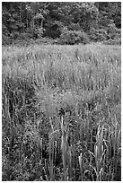 Tall grasses in meadow, Minute Man National Historical Park. Massachussets, USA ( black and white)