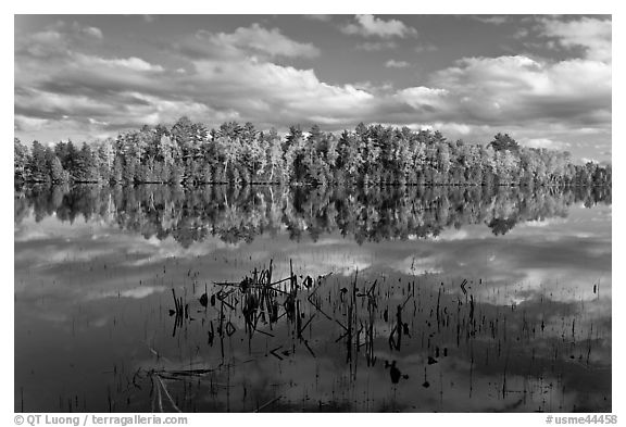 Reeds and autumn trees reflected in still pond, Greenville Junction. Maine, USA (black and white)