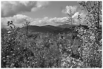 Autumn landscape with colorful leaves and distant mountains. Maine, USA ( black and white)