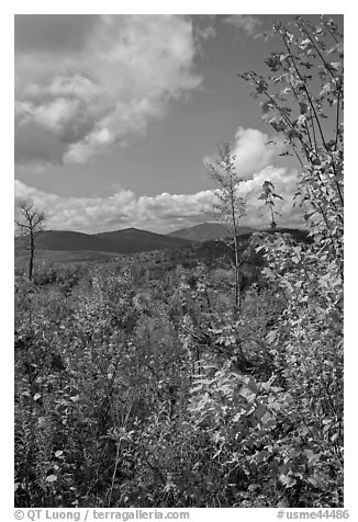 Colorful leaves framing fall landscape. Maine, USA (black and white)