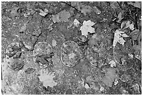 Detail of B-52 airplane part with fallen leaves. Maine, USA ( black and white)