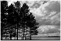 Conifers silhouette and clouds, Lily Bay State Park. Maine, USA (black and white)