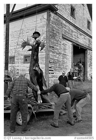 Hunters lifting dead moose for weighting, Kokadjo. Maine, USA