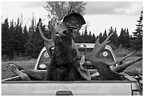 Moose with kill tag in back of truck being lifted, Kokadjo. Maine, USA (black and white)