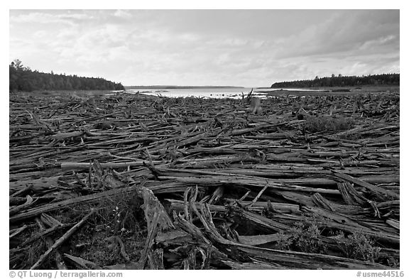 Dead trees on the shore of Chesunkunk Lake. Maine, USA (black and white)