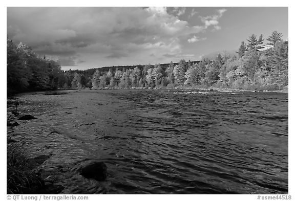 Fast-flowing Penobscot River and fall foliage. Maine, USA (black and white)