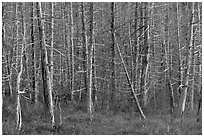 Dense forest of dead standing trees. Maine, USA ( black and white)
